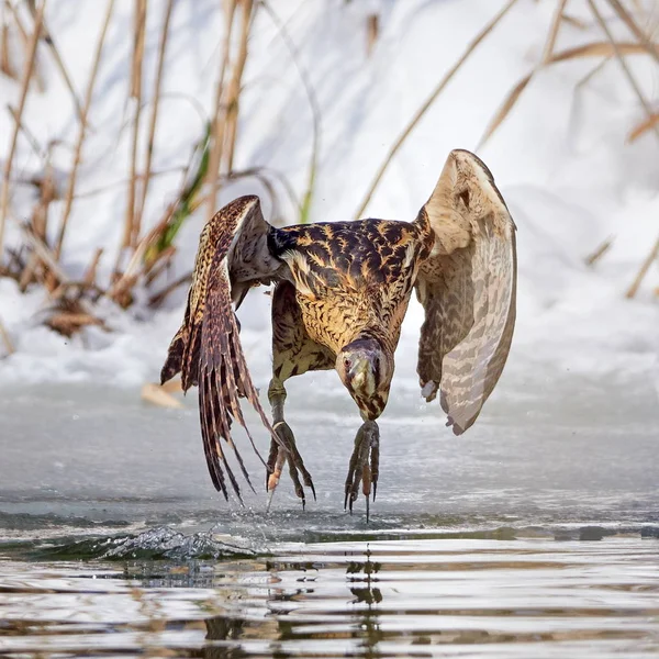 Eurasisk Bittern Udendørs Vinteren Botaurus Stellaris - Stock-foto