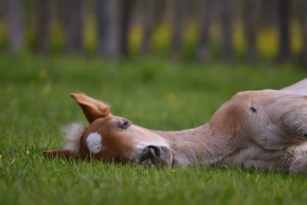 Jovem Potro Bonito Descansando Pasto Montanha — Fotografia de Stock