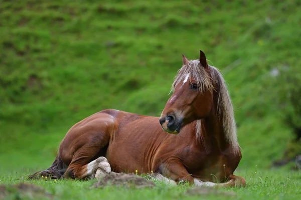 Belo Cavalo Descansando Pasto Montanha Verão — Fotografia de Stock