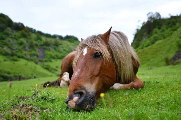 Beautiful Horse Resting Mountain Pasture Summer — Stock Photo, Image