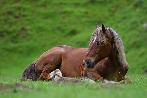 Beautiful Horse Resting Mountain Pasture Summer — Stock Photo, Image