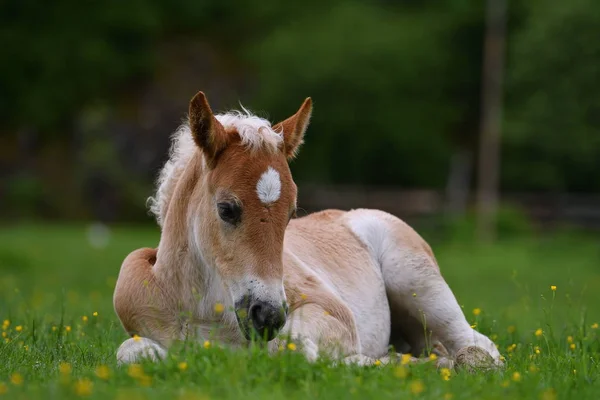 若いかわいい馬草の屋外休憩 — ストック写真