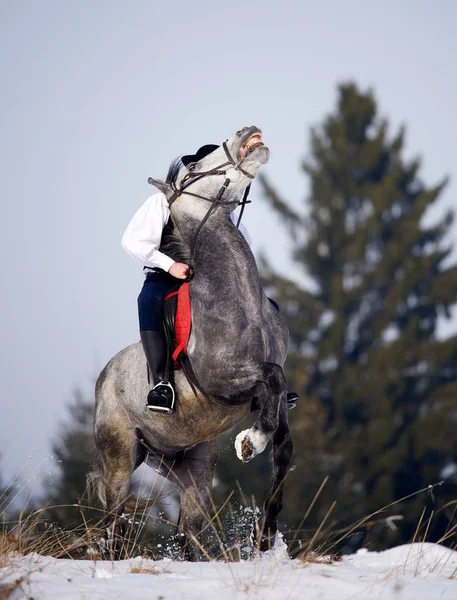 Молодой Человек Верхом Лошади Открытом Воздухе Зимой — стоковое фото