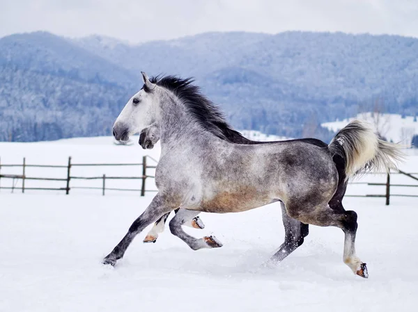 Beautiful horses playing outdoor in winter foggy day