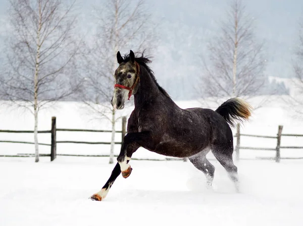 Bellissimi Cavalli Che Giocano All Aperto Nella Giornata Nebbiosa Invernale — Foto Stock