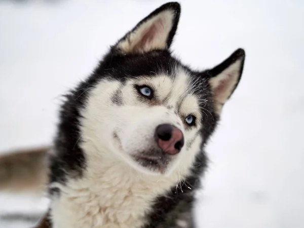 Сибірський Хаски Портрет Собаки Відкритий Взимку — стокове фото