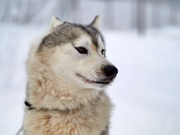 Siberian Husky Pies Portret Odkryty Zimie — Zdjęcie stockowe