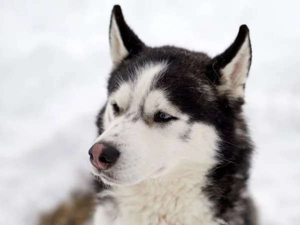 Siberiano Husky Perro Retrato Aire Libre Invierno —  Fotos de Stock