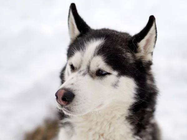 Siberian Husky Pies Portret Odkryty Zimie — Zdjęcie stockowe