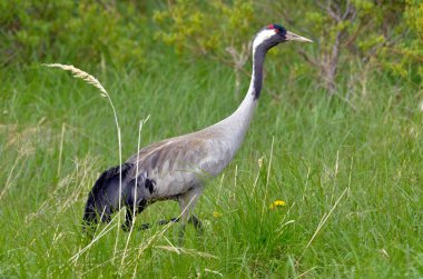 Bayağı turna doğal ortamlarında (grus grus)