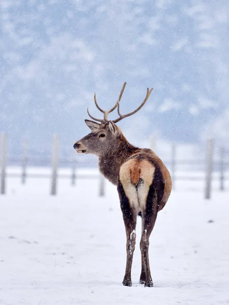 Ciervo Rojo Cervus Elaphus Aire Libre Invierno — Foto de Stock