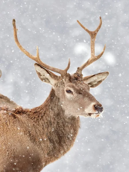 Veado Vermelho Cervus Elaphus Livre Inverno — Fotografia de Stock