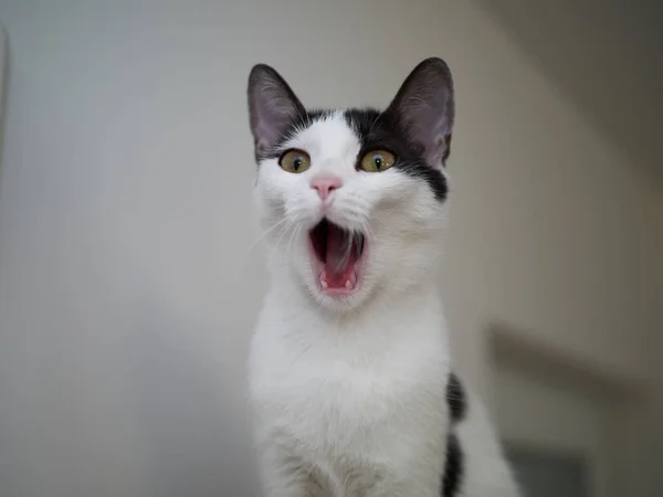 ホワイト グレー猫叫んでぼかし背景で隔離の肖像画 — ストック写真