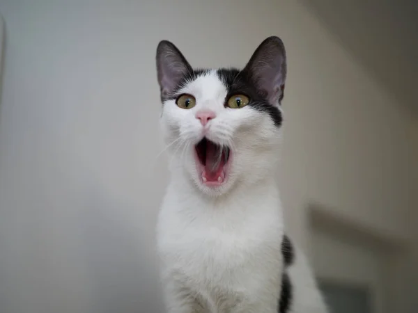 Retrato Gato Blanco Gris Gritando Aislado Sobre Fondo Borroso — Foto de Stock