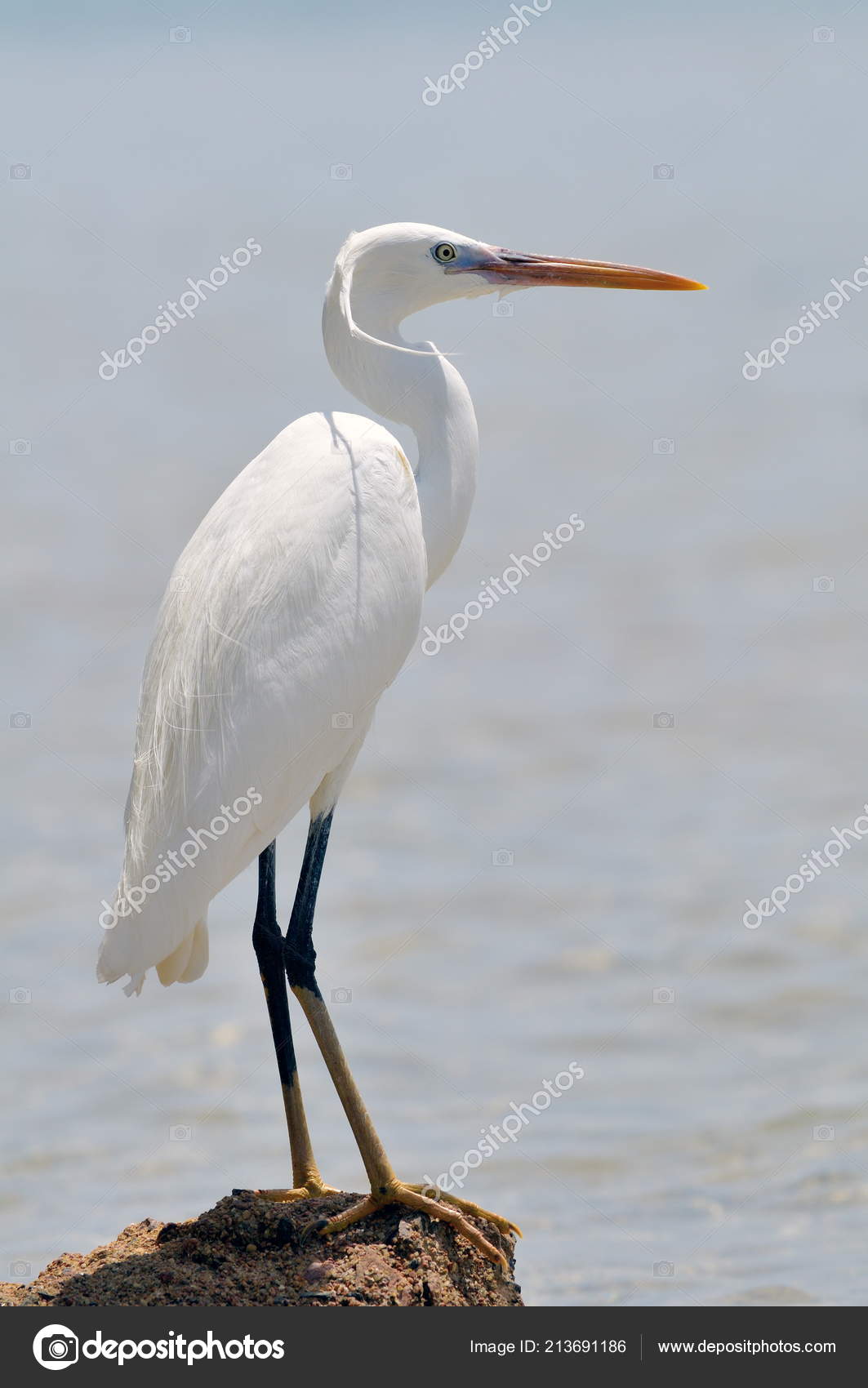 Little Egret Egretta Garzetta Stock Photo C Bereta 213691186