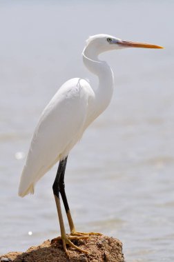 Küçük Egret (Egretta garzetta)