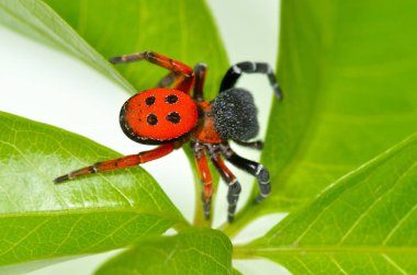 uğur böceği örümcek (eresus cinnaberinus)