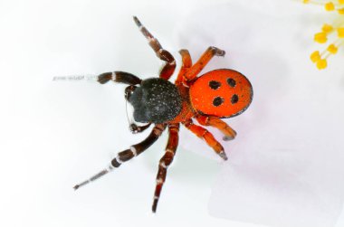 uğur böceği örümcek (eresus cinnaberinus)