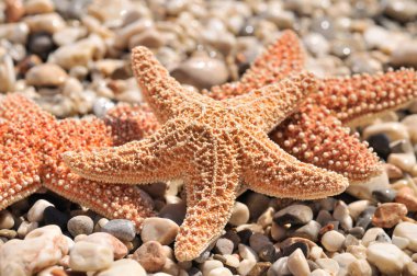 Yaz arka plan olarak sahilde deniz yıldızı