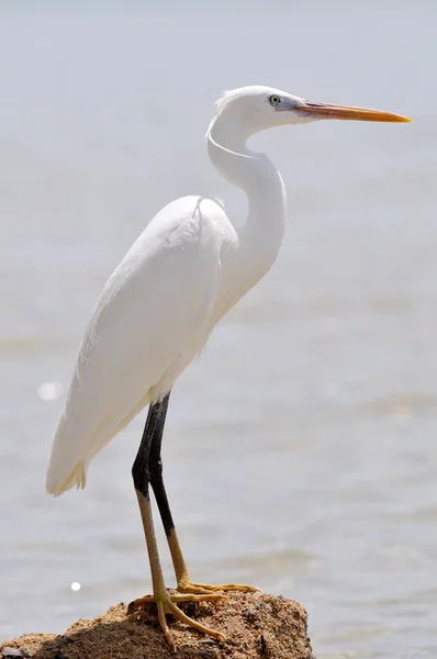 Pequeno Egret Egretta Garzetta — Fotografia de Stock