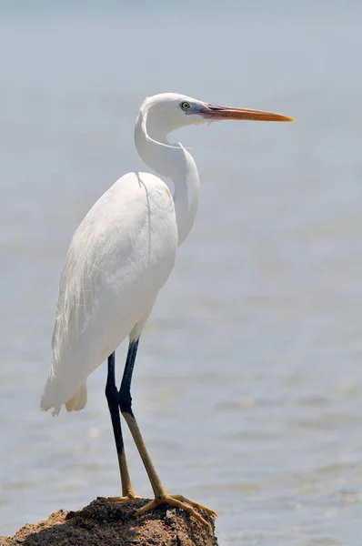 Kleine Zilverreiger Egretta Garzetta — Stockfoto