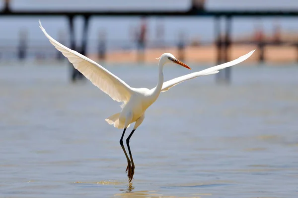 Kleine Zilverreiger Egretta Garzetta — Stockfoto