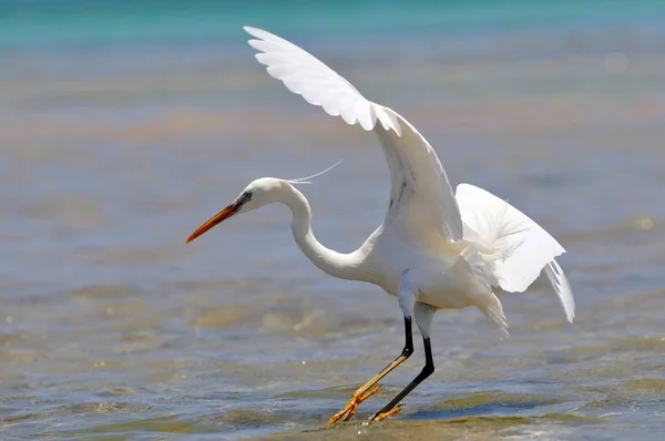 Silberreiher Egretta Garzetta — Stockfoto