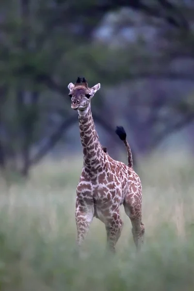 Baby Giraffe Natuurlijke Habitat — Stockfoto