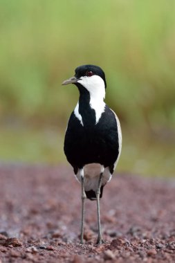 Mahmuz kanatlı kız kuşu (Vanellus spinosus) doğal ortamlarında