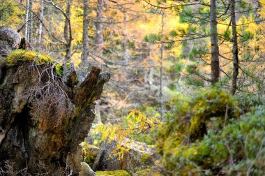 dağ manzarası - innergschloss, Avusturya