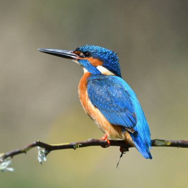 doğal yaşam alanı arası Kingfisher (alcedo şuna)