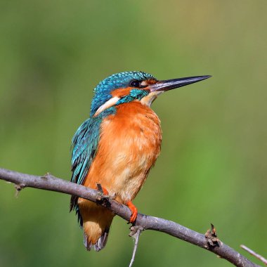 doğal yaşam alanı arası Kingfisher (alcedo şuna)
