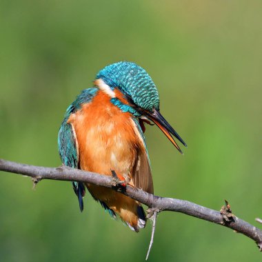 doğal yaşam alanı arası Kingfisher (alcedo şuna)