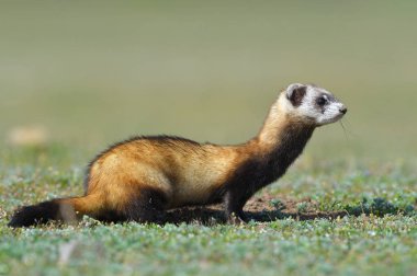Bozkır sansar veya doğal ortamlarında (Mustela eversmanii maskeli sansar)
