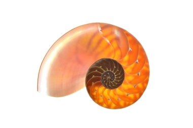 Beyaz arka plan üzerinde izole nautilus kabuğu bölümü