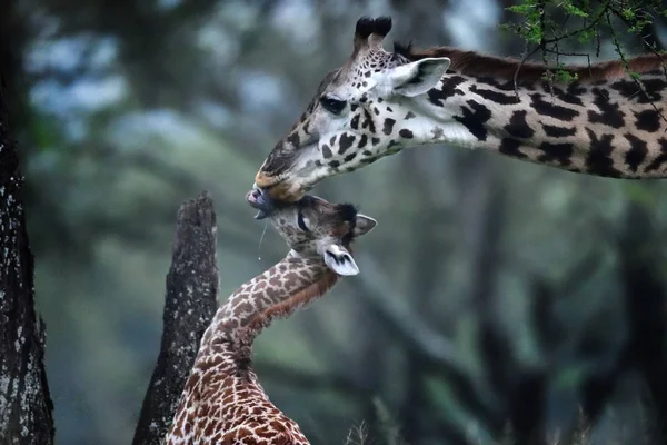 Girafa Mãe Bebê Parque Natural — Fotografia de Stock