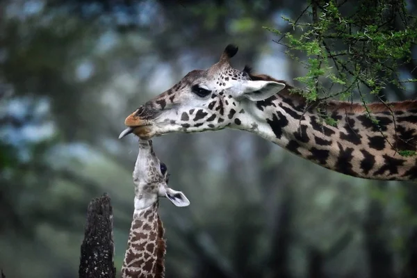 Girafa Mãe Bebê Parque Natural — Fotografia de Stock