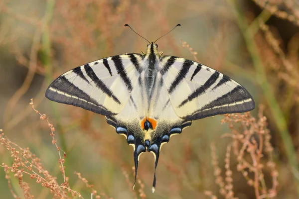 Scarce Swallowtail Iphiclides Podalirius Φυσικό Περιβάλλον Την Άνοιξη — Φωτογραφία Αρχείου