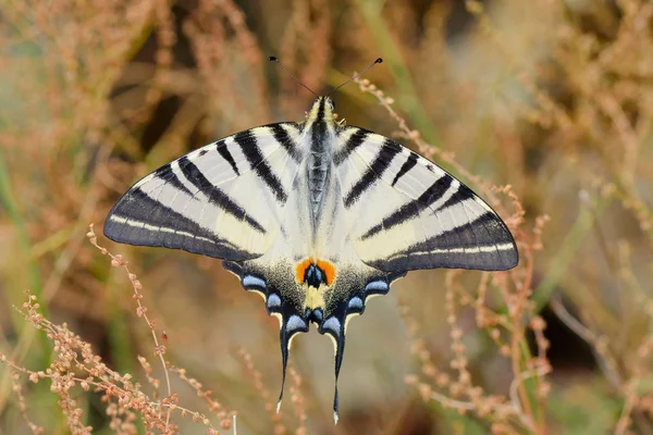 Knappt Svalg Iphiclides Podalirius Naturlig Miljö Våren — Stockfoto