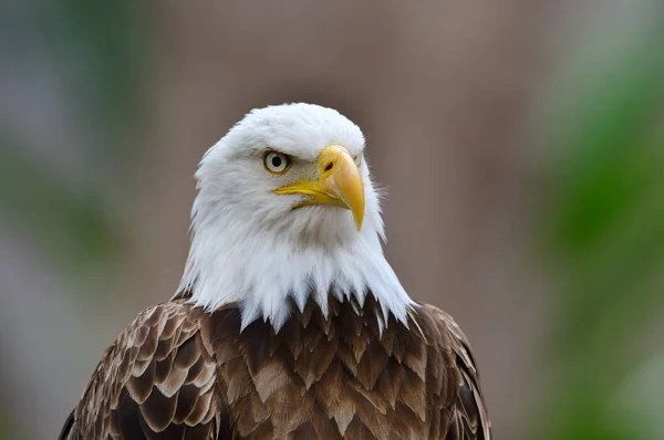 Retrato Águia Calva Haliaeetus Leucocephalus — Fotografia de Stock