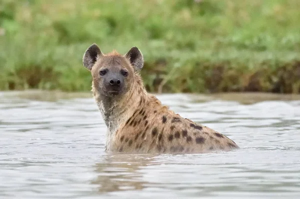 Spotted Hyena Cooling Water — Stock Photo, Image