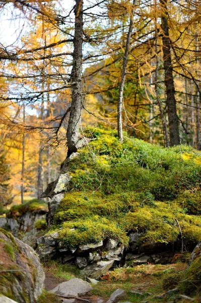 Paesaggio Montano Innergschloss Austria — Foto Stock