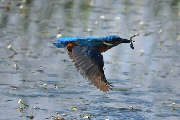 Kingfisher Alcedo Atthis Pesca — Fotografia de Stock
