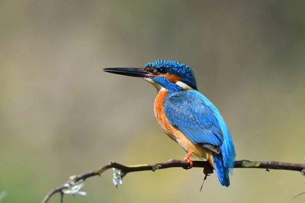 Kingfisher Alcedo Atthis Природному Середовищі Існування — стокове фото