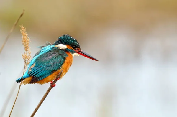 Kingfisher Alcedo Atthis Nature — Stock Photo, Image