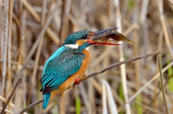 kingfisher (alcedo atthis) on the nature