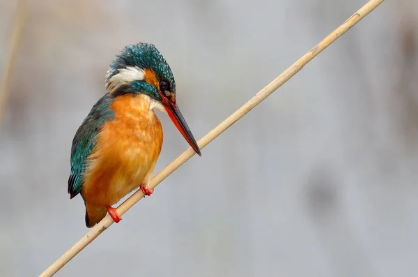 Kingfisher Alcedo Atthis Sobre Natureza — Fotografia de Stock