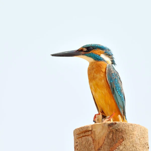 Kingfisher Alcedo Atthis Sobre Natureza — Fotografia de Stock