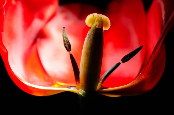 Tulipa Vermelha Fresca Closeup — Fotografia de Stock