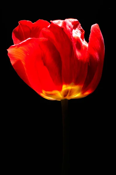 Tulipe Rouge Fraîche Gros Plan — Photo